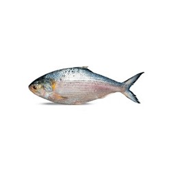 Chandpur Ilish Fish [1-1.2 kg]