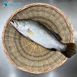 Koral fish - কোরাল মাছ  ( 3 kg Plus )