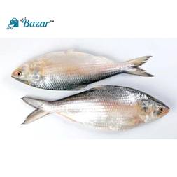 Chandpur Ilish Fish (চাঁদপুর লোকাল ইলিশ) 800gm plus size
