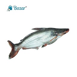 Pangash Fish ( 4-6 kg )