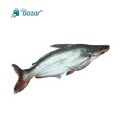 Pangash Fish Hawor ( 3 kg+ )