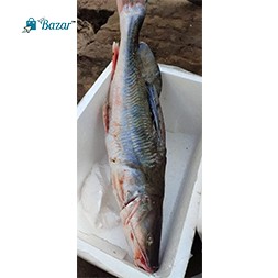 Ayer Fish- Giant River Cat Fish ( 1 kg-2 kg Size )