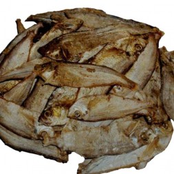 Bashpata
