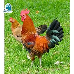 Pahari Murog Live King Size  (2 Kg Plus)/পাহাড়ি মোরগ লাইভ  কিং সাইজ